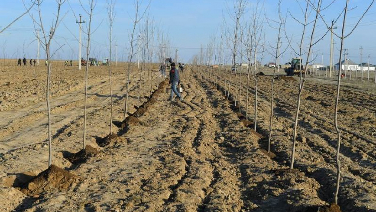 5 ЖЫЛДА 170 МИЛЛИОННАН АСТАМ КӨШЕТ ОТЫРҒЫЗЫЛАДЫ