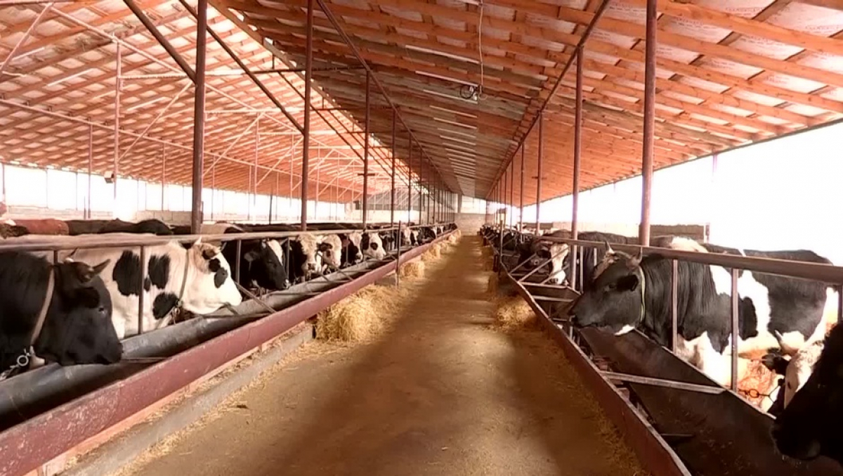 ШЫМКЕНТТЕ 7 МАЛ БОРДАҚЫЛАУ АЛАҢЫ АШЫЛДЫ