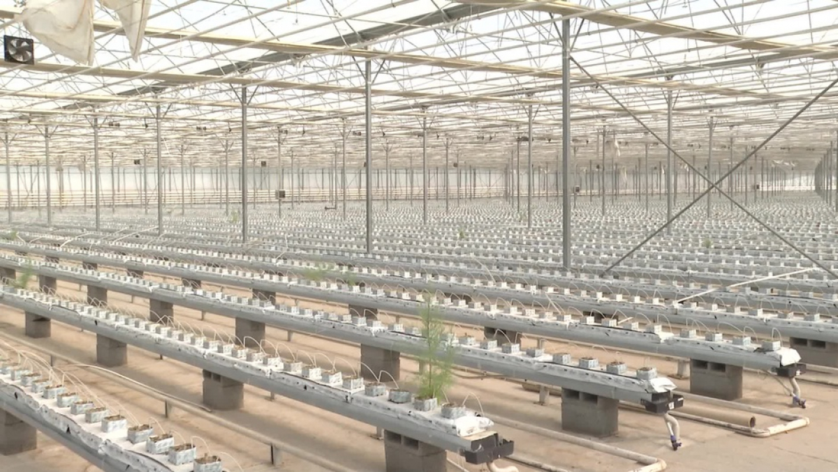 ШЫМКЕНТТЕ АГРОЭКОНОМИКАЛЫҚ АЙМАҚ ҚҰРЫЛАДЫ