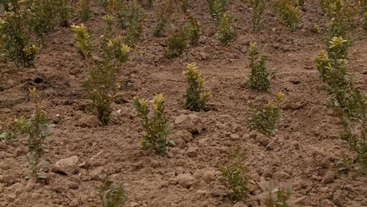 50 мың түп ағаш отырғызылады