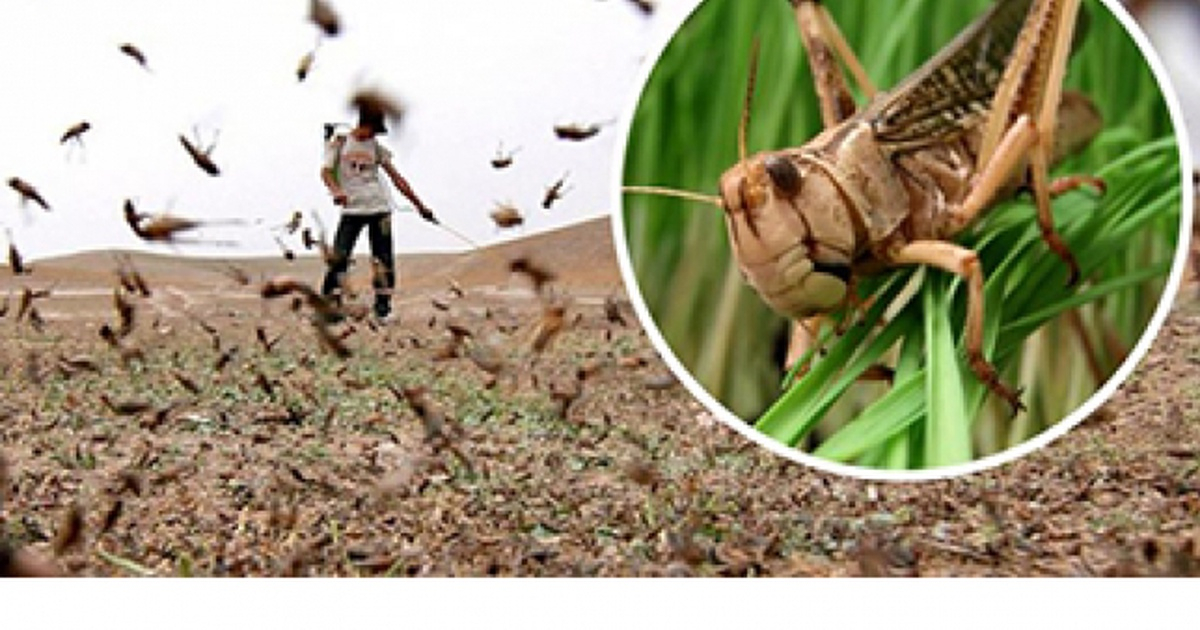 Марокко шегірткесіне қарсы күрес жалғасуда