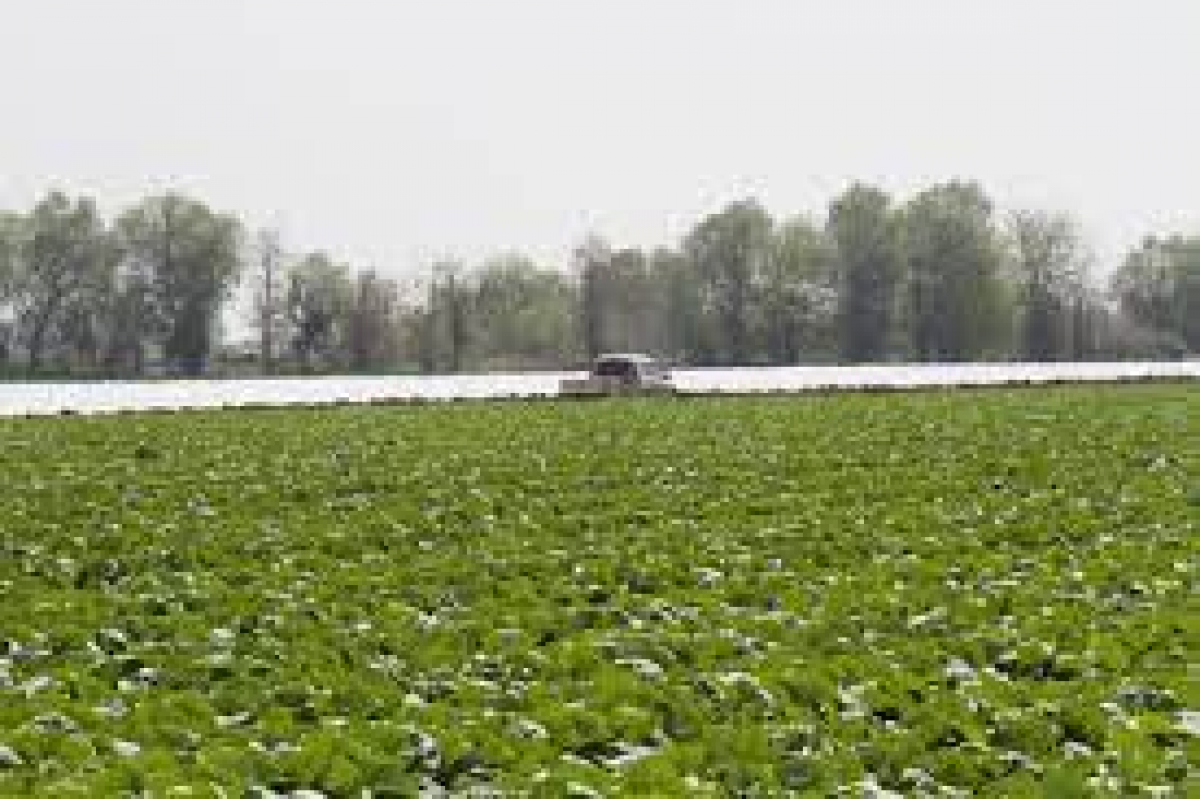 Мақтааралда ауыл шаруашылығы өнімі 80 млрд теңгеден асқан