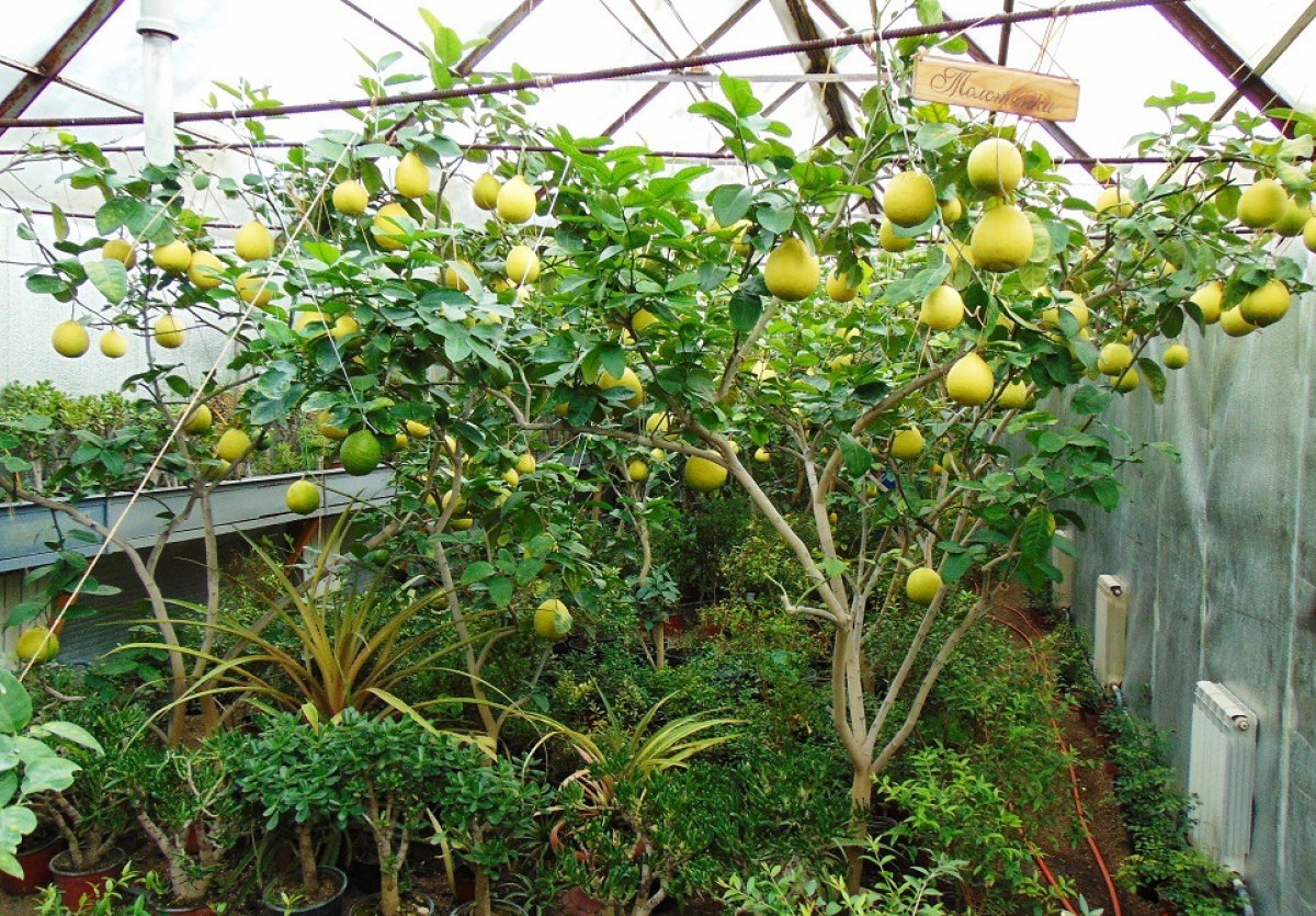 Шығыс Қазақстанда жасалған: Ұлан ауданында қыста да лимон өседі