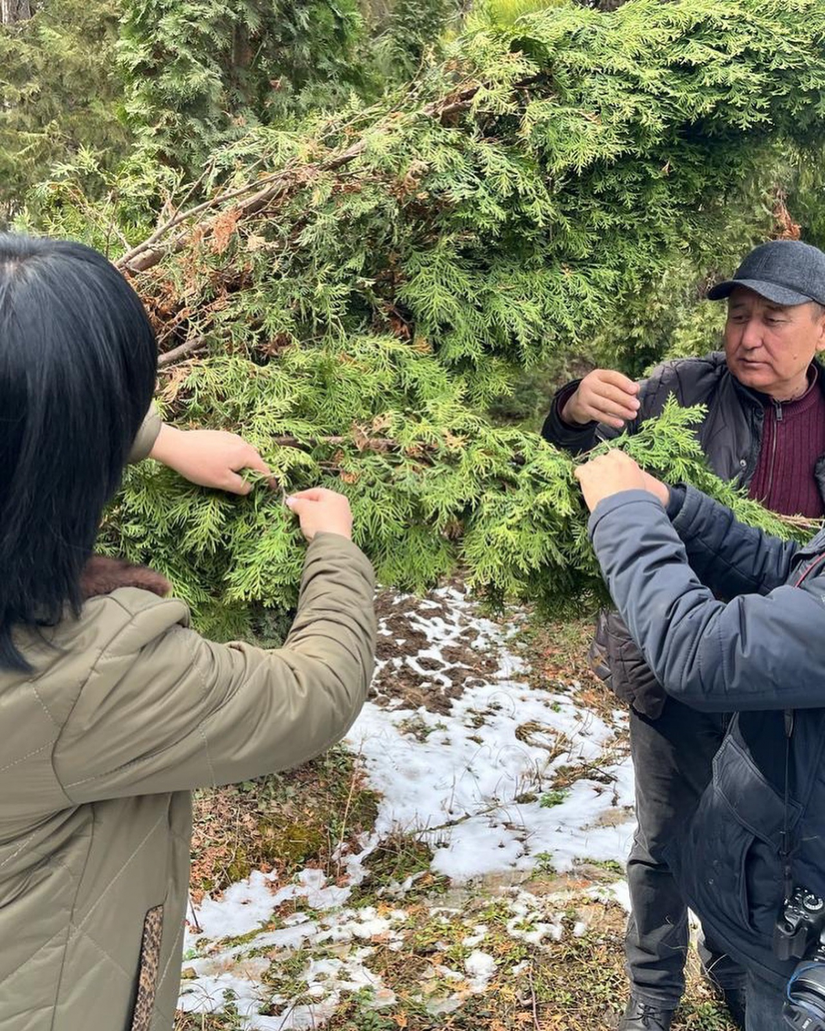 ШЫМКЕНТ ДЕНДРОСАЯБАҒЫ ЖАҢА ӨСІМДІКТЕРМЕН ТОЛЫҒАДЫ
