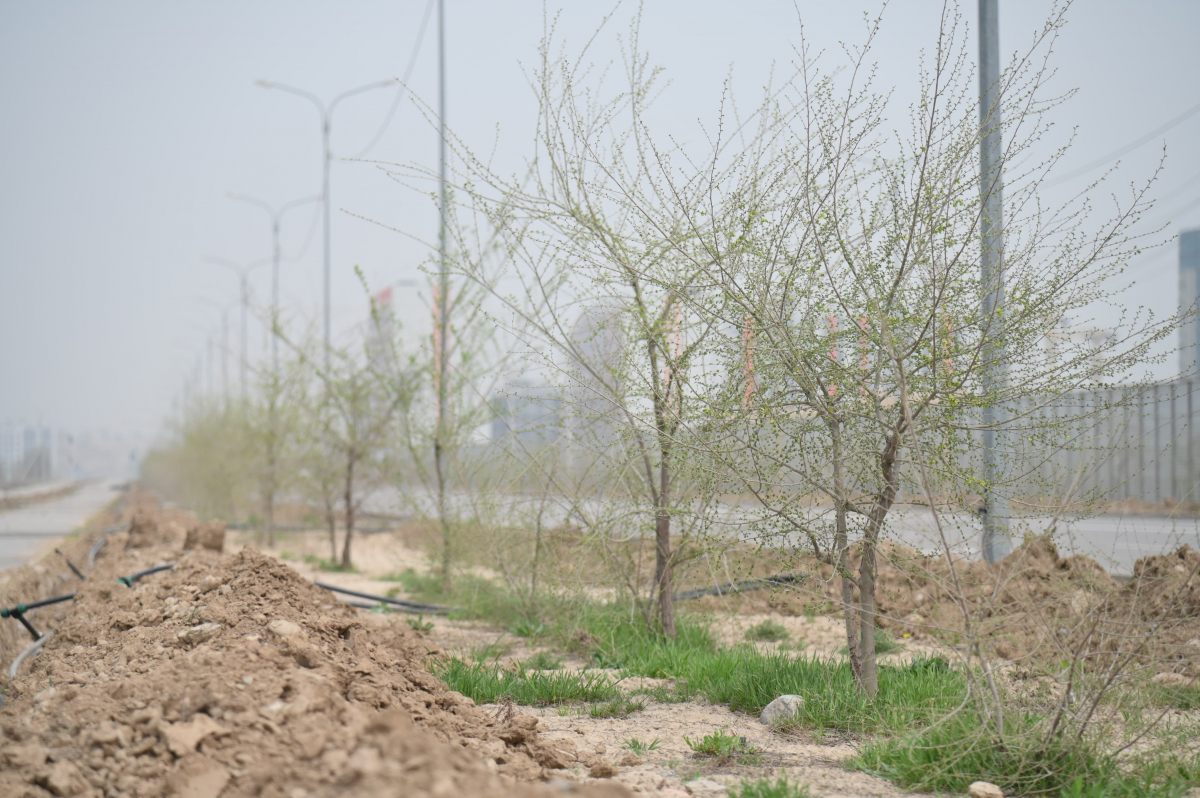 ШЫМКЕНТТЕ ТАЗАРУ КҮНІНДЕ 1 МЫҢНАН АСТАМ ТҮП АҒАШ ЕГІЛДІ