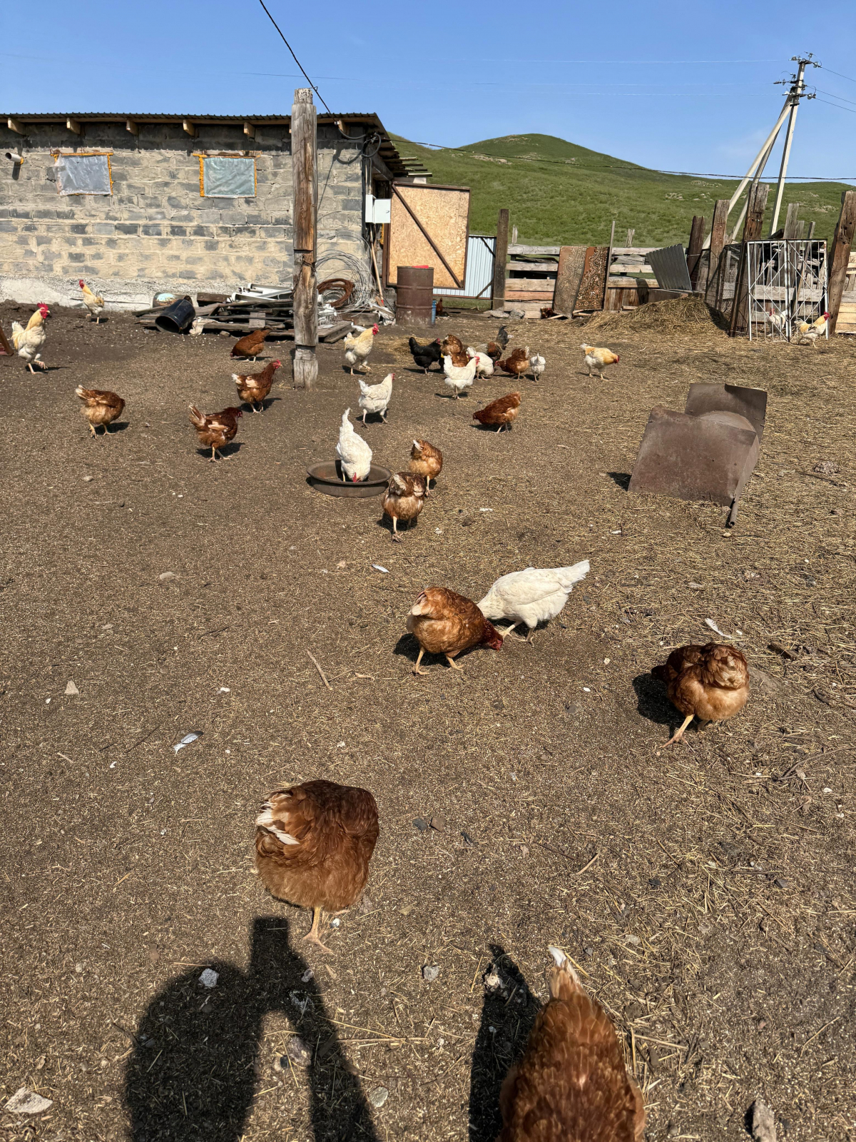 Тауықтан басталған табыс: «Ауыл аманаты» арқылы бизнесін өрлеткен кәсіпкер