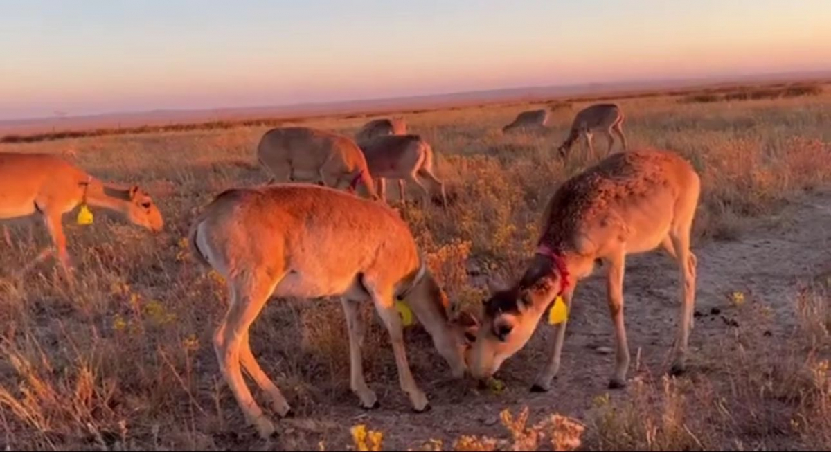 Жаңаарқа ауданы «АСАР» шаруа қожалығында 1000-нан аса ересек құралай өсірілуде