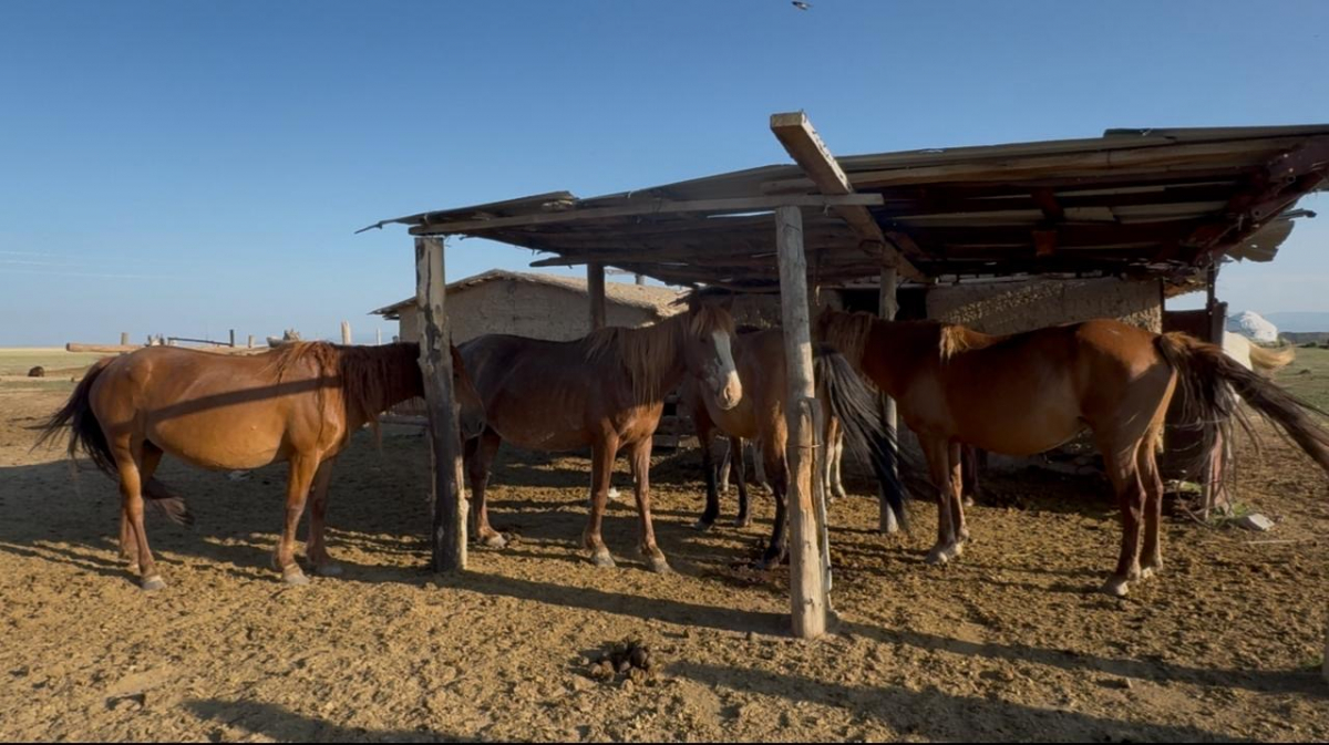 Возвращение к делу предков: плоды проекта «Ауыл аманаты»