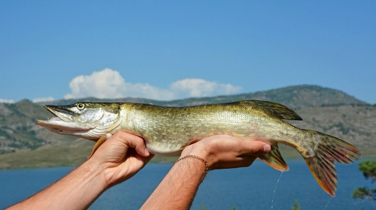 ЖЕЗҚАЗҒАНДА БАЛЫҚ ШАРУАШЫЛЫҒЫ ДАМУДА