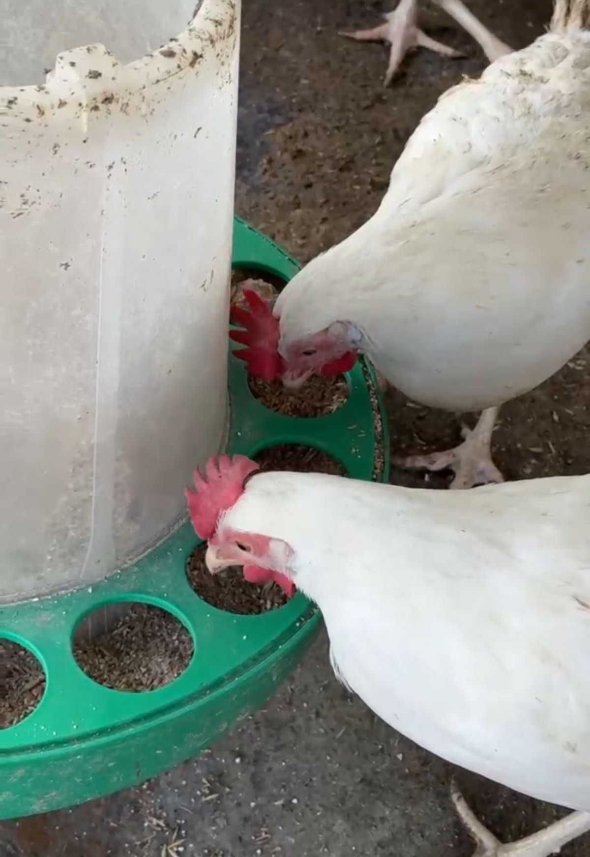 Новые возможности для сельчан: как программа меняет жизнь в селах ВКО