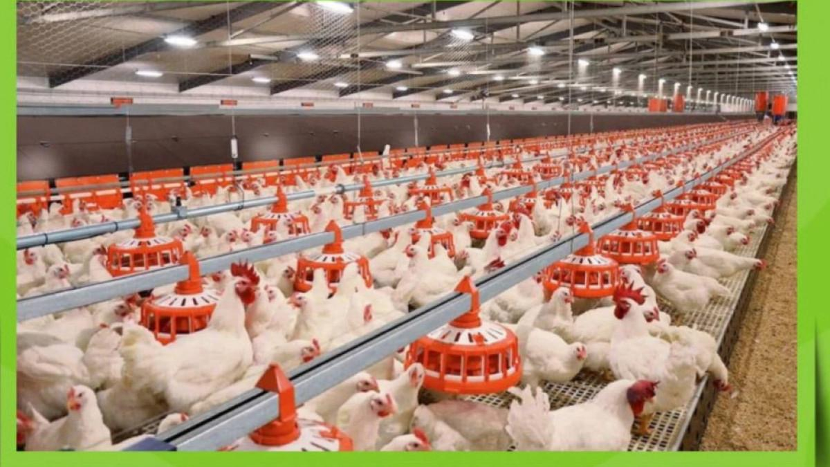 ТҮРКІСТАН ОБЛЫСЫ: ЖУЫРДА ҚҰС ФАБРИКАСЫ ІСКЕ ҚОСЫЛАДЫ