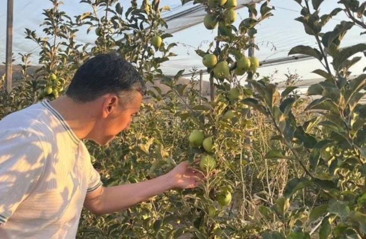 ТҮРКІСТАН ОБЛЫСЫ: АЛМА ӨСІРУ АЛҒА ЖЫЛЖУДА