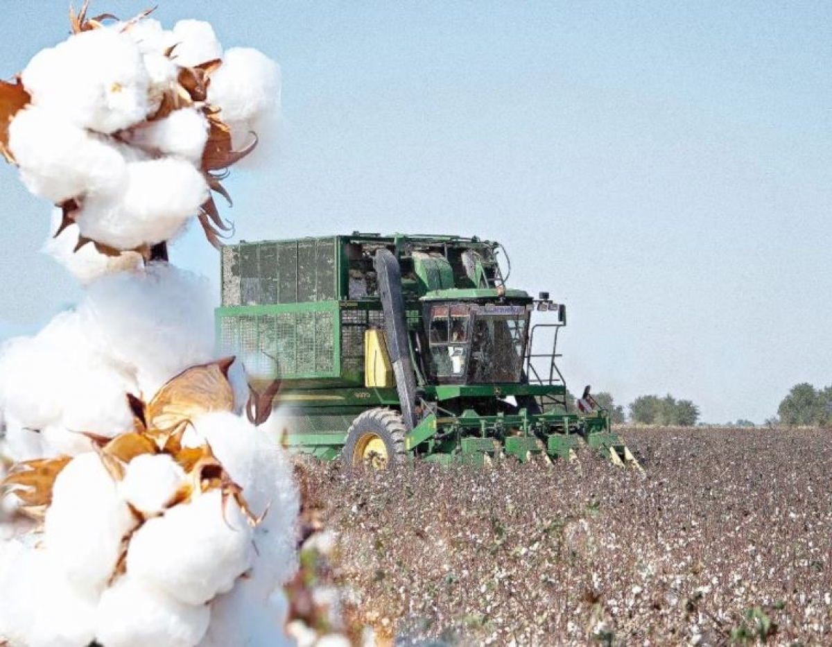 ТҮРКІСТАН ОБЛЫСЫ: МАҚТА ШАРУШЫЛЫҒЫНЫҢ МӘСЕЛЕЛЕРІ ТАЛҚЫЛАНДЫ