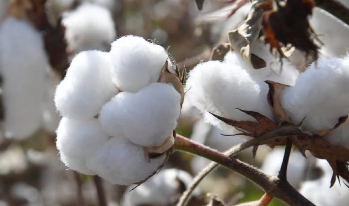 ТҮРКІСТАН ОБЛЫСЫ: МАҚТА ТЕРІМ НАУҚАНЫНА ДАЙЫНДЫҚ ПЫСЫҚТАЛДЫ