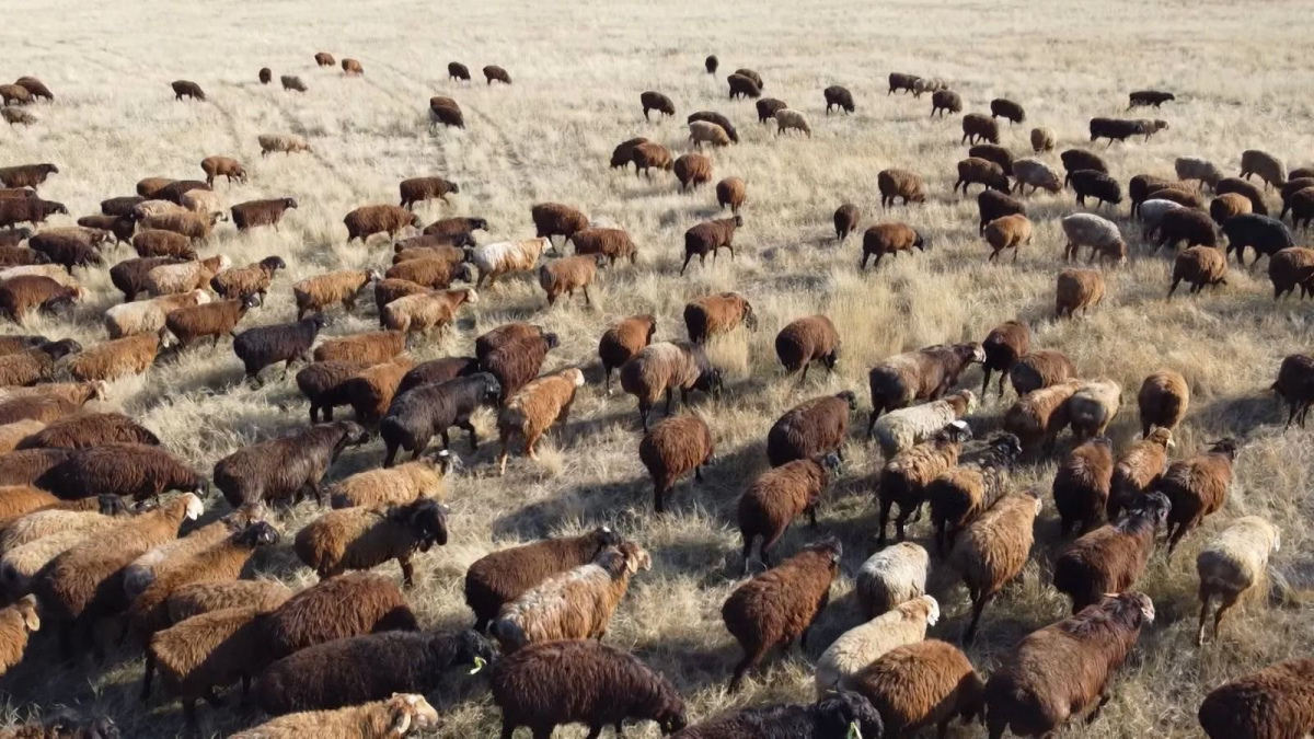 РАЗВИТИЕ ЖИВОТНОВОДСТВА В СЕРДЦЕ ҰЛЫТАУ