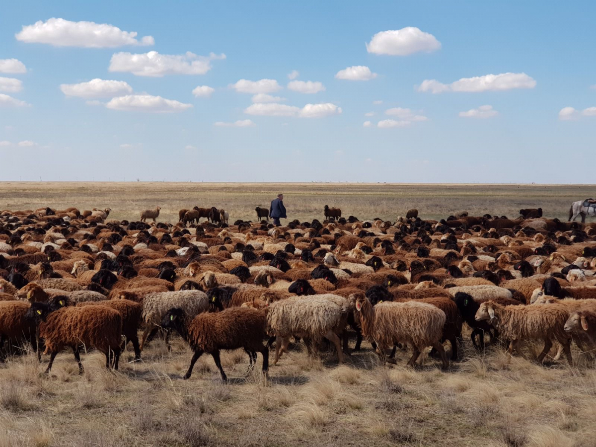 ҰЛЫТАУ ЖҮРЕГІНДЕ – МАЛ ШАРУАШЫЛЫҒЫНЫҢ ЖАҢА ДӘУІРІ