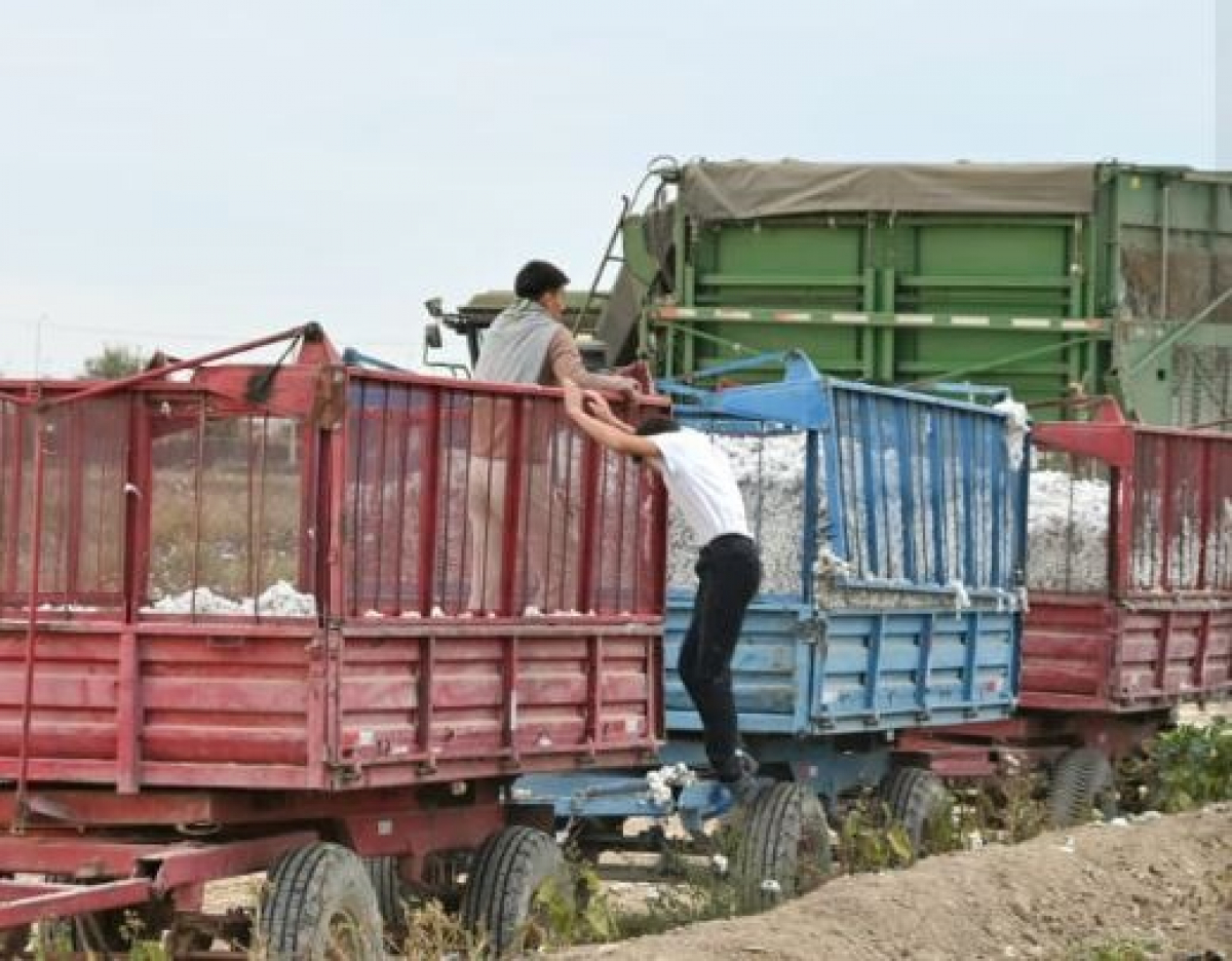 ТҮРКІСТАН ОБЛЫСЫ: ЖЕТІСАЙДА 106 МЫҢ ТОННАДАН АСТАМ МАҚТА ЖИНАЛДЫ