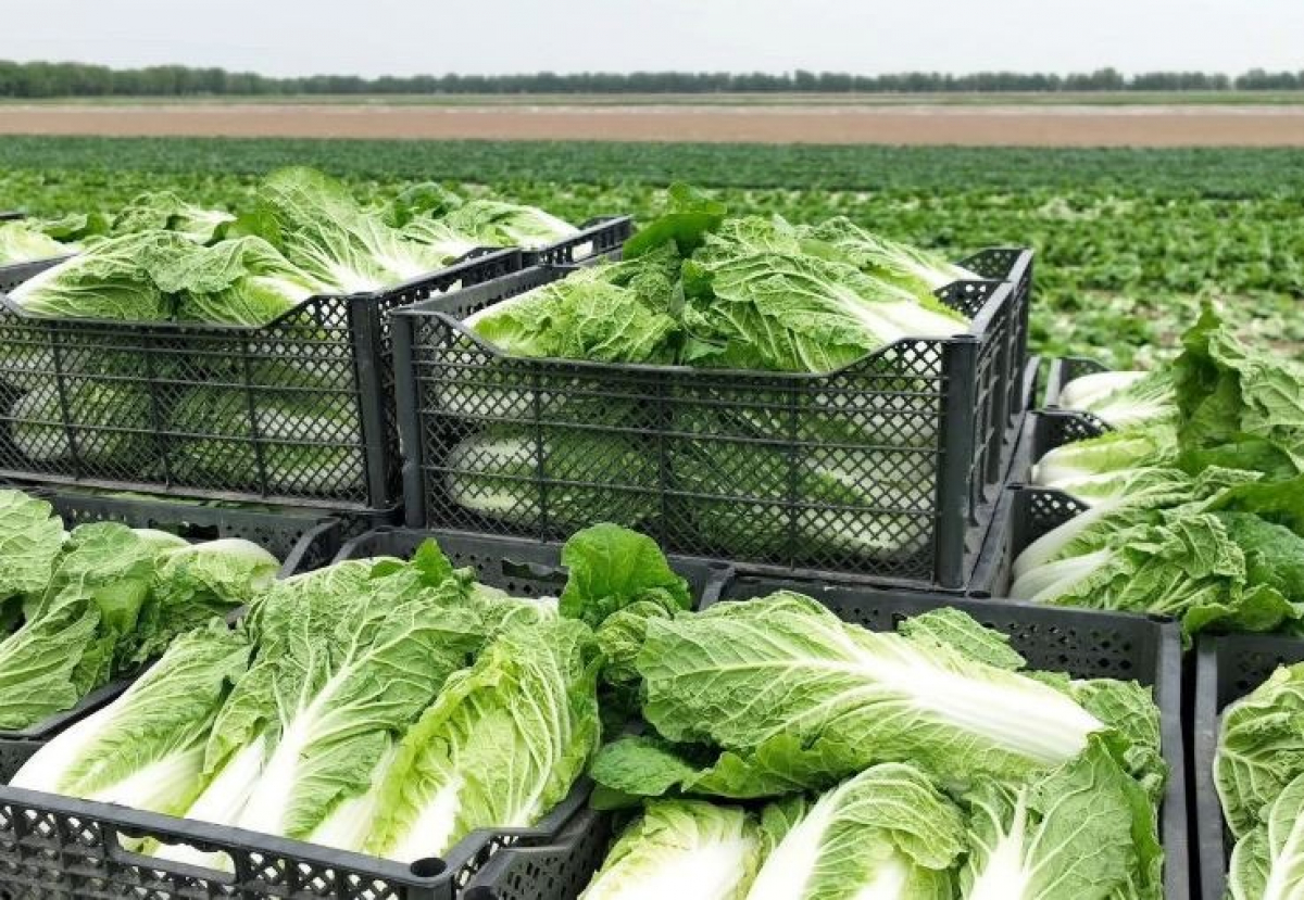 ТҮРКІСТАН ОБЛЫСЫ: АУЫЛ ШАРУАШЫЛЫҒЫ САЛАСЫНДА 487 МЛРД ТЕҢГЕНІҢ ӨНІМІ ӨНДІРІЛДІ