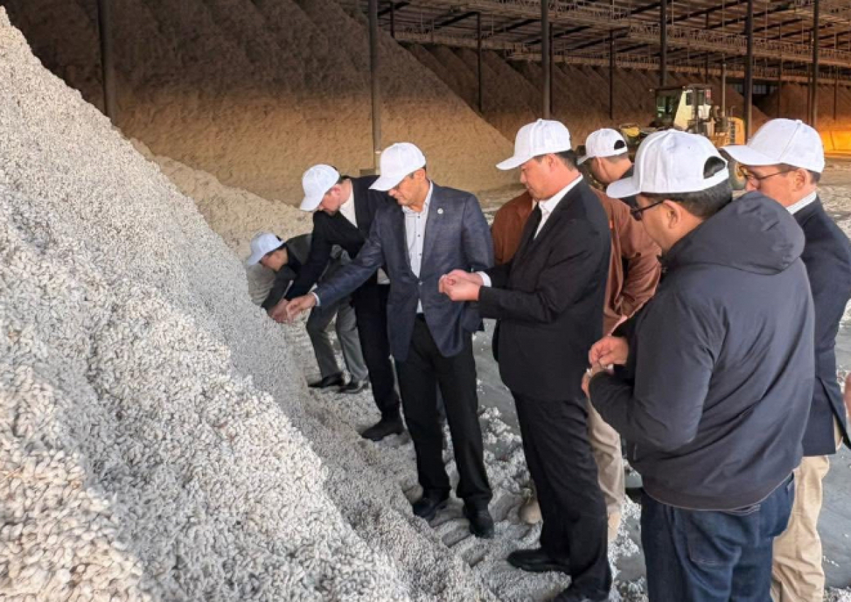 ТҮРКІСТАН ОБЛЫСЫ: ТӨРТ ІРІ МАҚТА ӨҢДЕУ ЗАУЫТЫ САЛЫНЫП ЖАТЫР