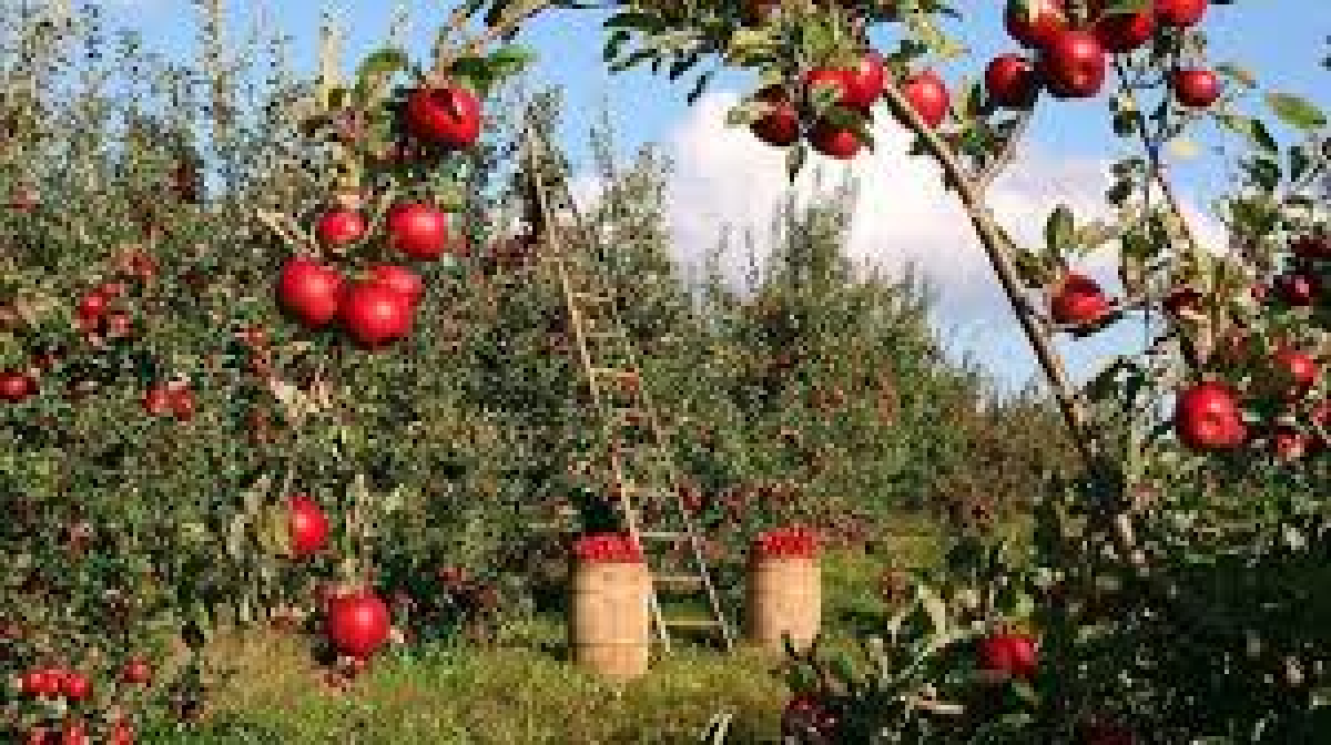 ТҮРКІСТАН ОБЛЫСЫ: АРЫСТА 5 ГЕКТАР АЛҚАПҚА АЛМА БАҒЫ ОТЫРҒЫЗЫЛДЫ