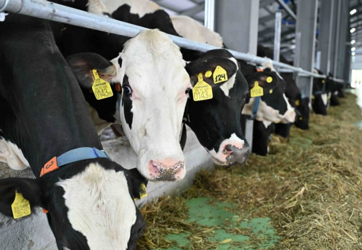 ТҮРКІСТАН ОБЛЫСЫ: «БӨРТЕ МИЛКА» ЖОБАСЫ ТОЛЫҚ ІСКЕ ҚОСЫЛДЫ