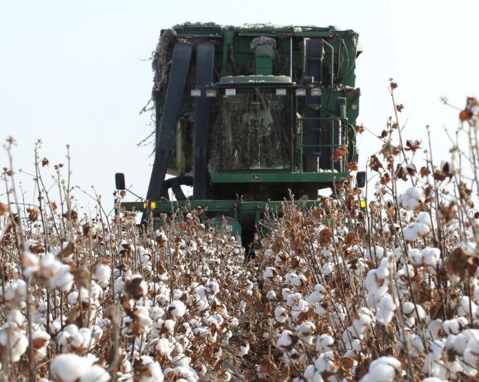 ТҮРКІСТАН ОБЛЫСЫ: МАҚТАРАЛДА  85,7 МЛРД ТЕҢГЕНІҢ ӨНІМІ ӨНДІРІЛДІ