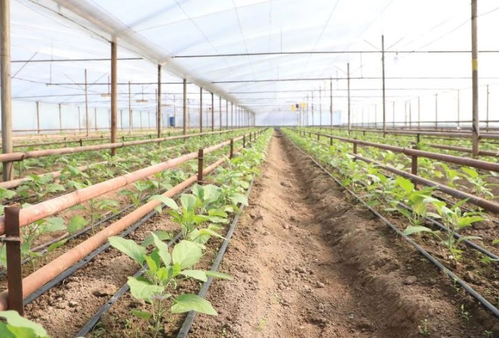 ТҮРКІСТАН ОБЛЫСЫ: ЖЫЛЫЖАЙ ШАРУАШЫЛЫҒЫ ҚАРҚЫНДЫ ДАМЫҒАН